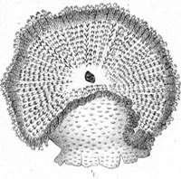Photo:Hexacorallia of the World, D. Foutin 